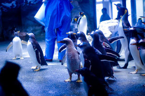 長崎のおすすめ水族館・動物園７施設！イルカ＆ペンギンに会える