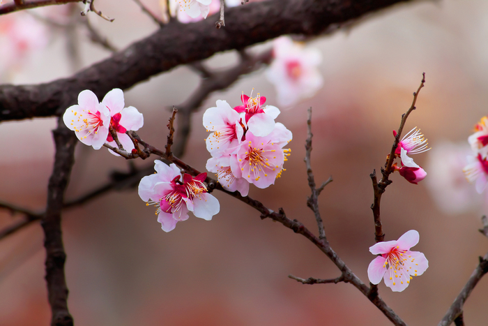 【2019年版】熊本のおすすめ花見スポット・名所11選:見頃はいつ?今年の開花予想日も紹介!