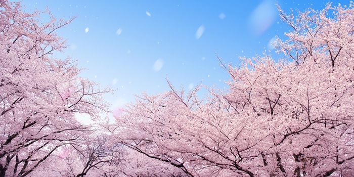 【2019年版】新潟のおすすめ花見スポット・名所15選:開花予想日もチェック!