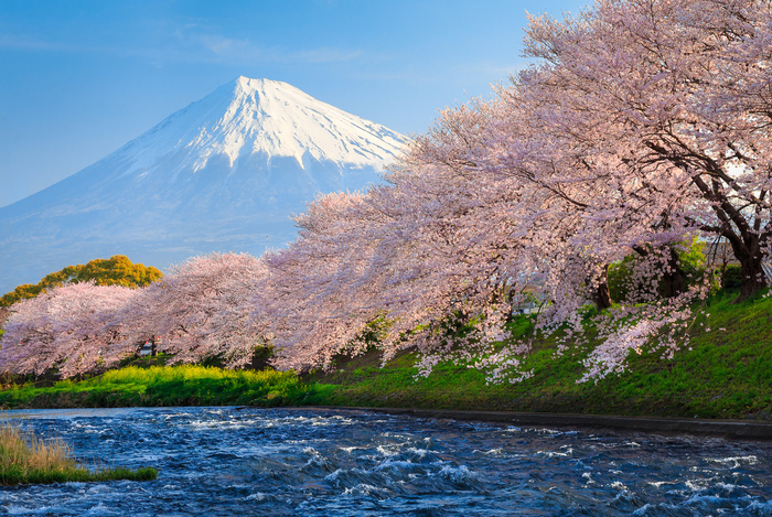【2019年版】静岡のおすすめ花見スポット・名所30選!開花予想も紹介