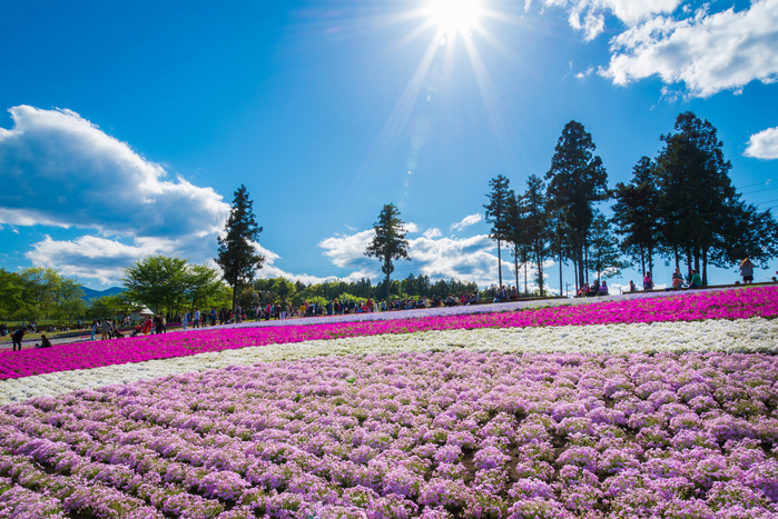 【埼玉】秩父のおすすめ観光スポット30選:季節の花や歴史的建物を楽しめる!