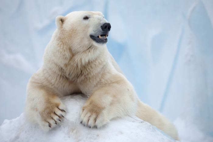 釧路市動物園:北海道一の広大な動物園で、ホッキョクグマやエゾリスなど北国の生き物に触れる