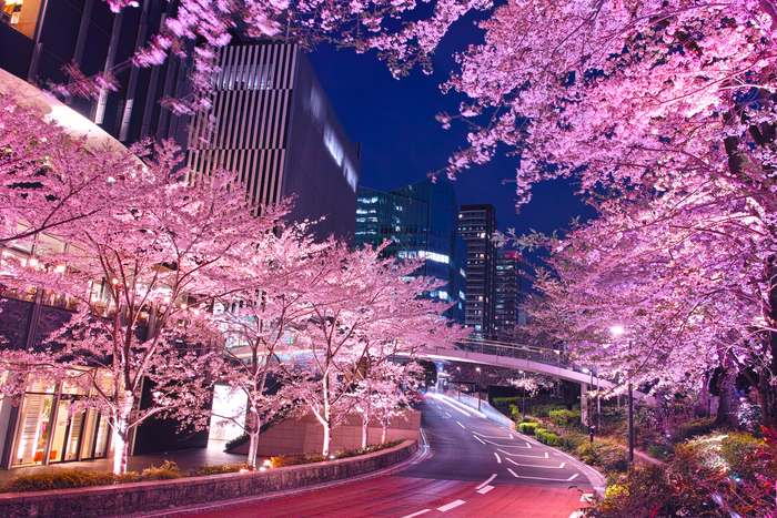 東京花見スポット完全ガイド2018! 都内で満開の桜を楽しもう