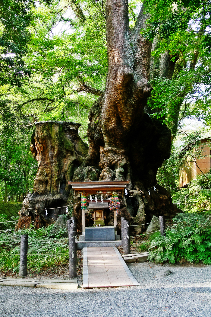 熱海・来宮神社をめぐる旅♡旅好き女子必見の樹齢2000年の大楠