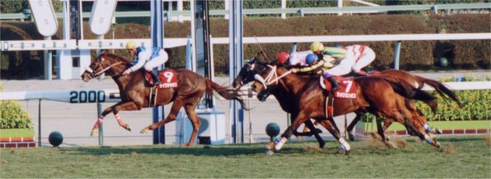 馬との触れ合いもできる、家族にもおすすめの中山競馬場の楽しみ方