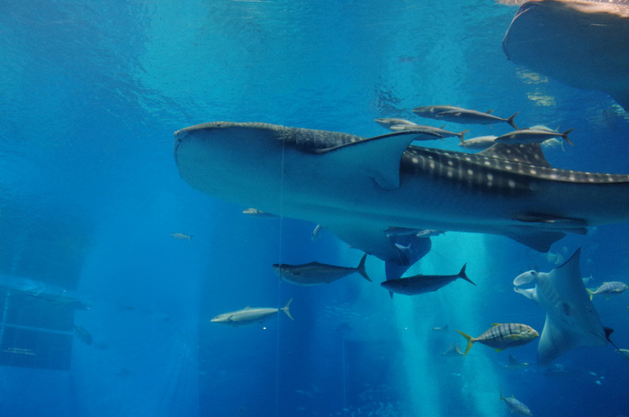 【沖縄】美ら海（ちゅらうみ）水族館の魅力徹底ガイド！圧倒的なスケールと美しさを体験しよう