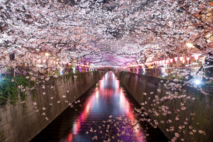 東京ならではの夜桜を満喫しよう！魅力あふれるおすすめスポット12選を紹介