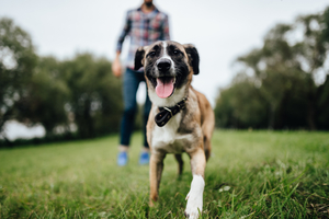 【熊本】ペットと一緒に旅行へ！阿蘇で人気の愛犬と泊まれる宿5選