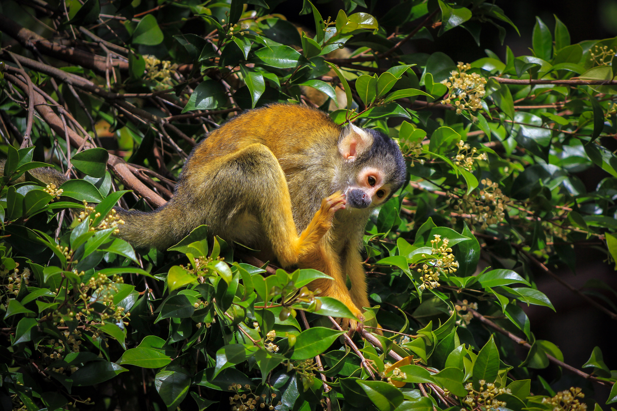 ニュージーランド オークランド動物園周辺でおすすめの観光スポット7選 編集部厳選 おすすめ旅行を探すならトラベルブック Travelbook