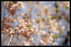 【伝統芸能】唄入門！基礎知識を知り鑑賞に行こう！