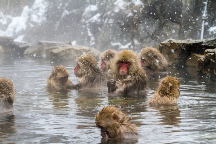 【長野】世界唯一! サルの温泉を撮影できる「地獄谷野猿公苑」がすごい