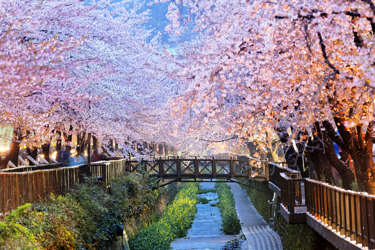 釜山のおすすめオプショナルツアー20選:定番観光から日帰り慶州まで - おすすめ旅行を探すならトラベルブック(TravelBook)