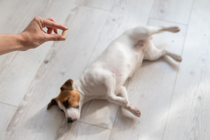 腸内環境を整えるのには食事から 犬用おすすめサプリメント人気ランキング15選 マピオンニュース