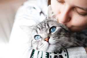 猫用ウェットフードおすすめランキング15選 人気の猫の餌を紹介 マピオンニュース 猫用ウェットフードおすすめランキング15選 人気の猫の餌を紹介 マピオンニュース