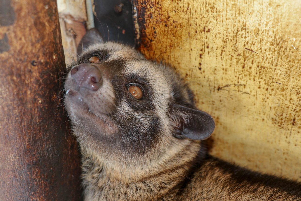 秋田県でハクビシン駆除を依頼するならココ 人気の駆除業者6選 自分らしい便利な暮らしを トラベルブック Travelbook