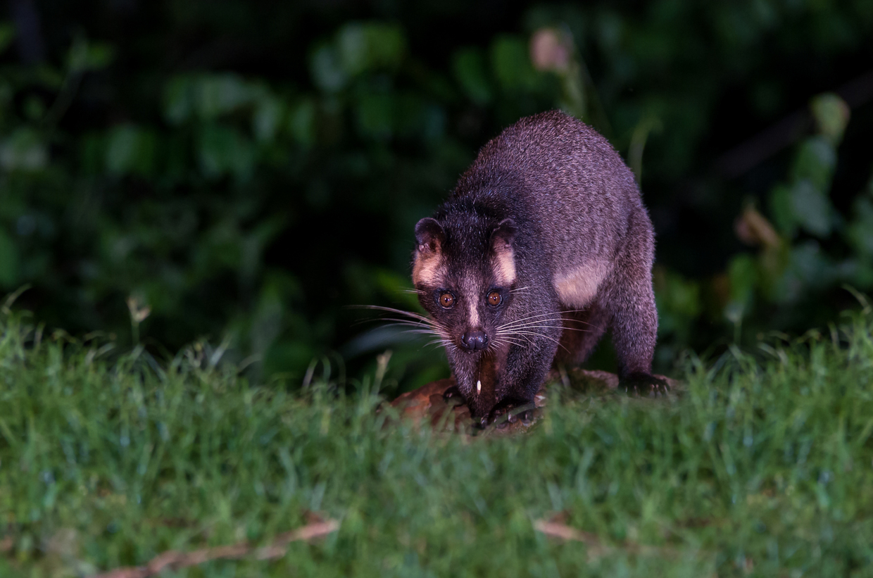 金沢でハクビシン駆除をお願いするならここがおすすめ 人気の業者7選 自分らしい便利な暮らしを トラベルブック Travelbook