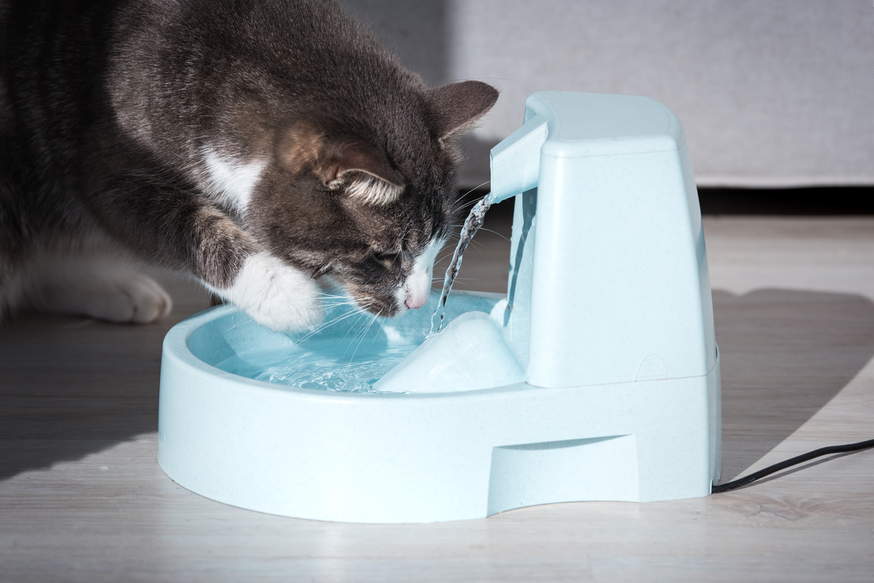 猫におすすめのウォーターサーバー10選 サーバーの水をあげてもいいの 注意点を紹介 トラブルブック