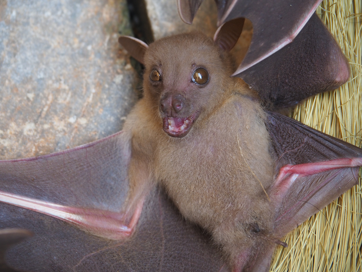 福岡のコウモリ駆除業者 おすすめ9選 選び方のポイントも紹介 トラブルブック